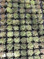 105Pcs/Tray Echeveria Lingyin Seedlings(Mix & Match 5+)