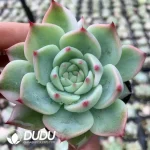 Echeveria Chihuahua half Variegated Silky Variegated