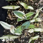 Agave horrida variegata yellow