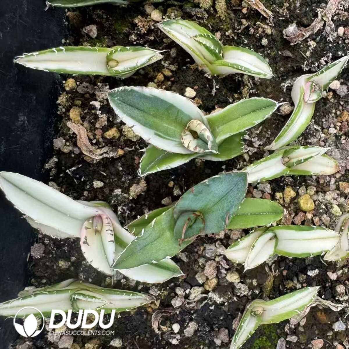 e201-9-1.jpg Agave horrida variegata yellow - Image 1