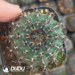 Cactus-Coryphantha elephantidens cv.Inermis offset