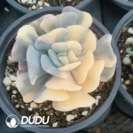 90MM Echeveria Exotic Variegated