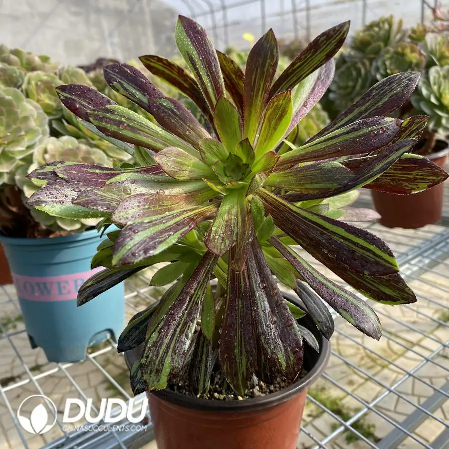 e201-91.webp Aeonium Ink painting Clustering - Image 1