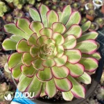Aeonium Sweet Pomegranate