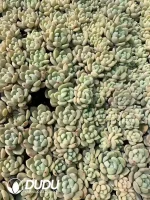 105Pcs/Tray Echeveria M90 Seedlings(Mix & Match 5+)