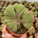 Cactus-Trichocereus Black Kong Cristata