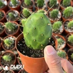 Cactus-Echinocactus Silver Fan Ticket