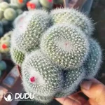 Parodia  Snow White Clustering