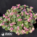 Portulaca L. Golden branches and jade leaves(Scattered Clustering)