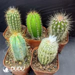 Cactus Pillar combination 7