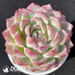 EcheveriaButterfly Thousand Songs