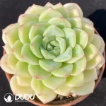 Echeveriajade brocade