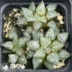 Haworthia Snow