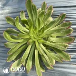 Aeonium Flower Face Fendai Clustering