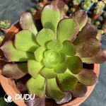 Aeonium Arboreum Velour European