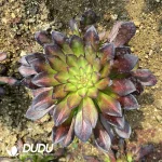 Aeonium Red copper pot mediopicta Cristata Clustering