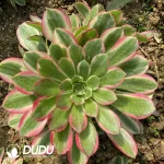 Aeonium Demon Moon Clustering