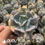 Echeveria snow fairy brocade [nature] Clustering