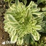 Aeonium Green Bean Paste Cristata