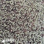 600-800pcs Lithops gracilidelineata C244 - Image 2