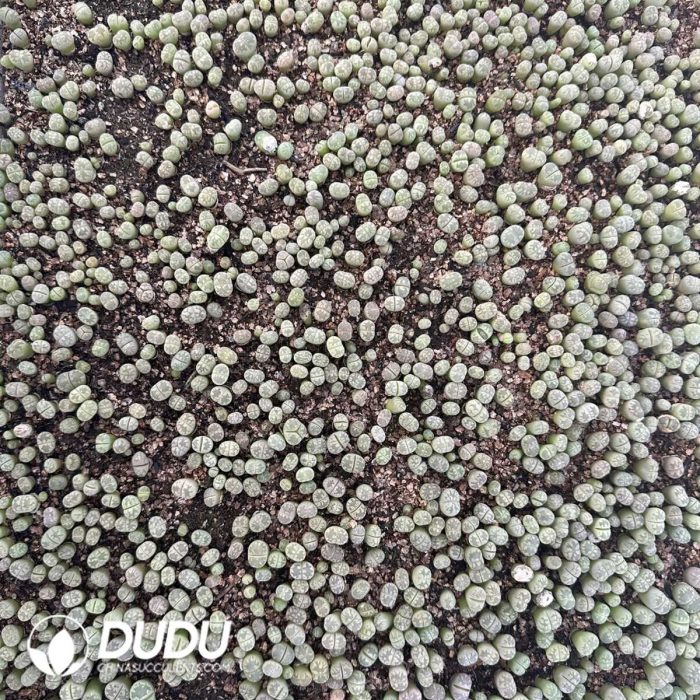 600-800pcs Lithops gracilidelineata C244 - Image 2
