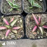 Agave titanota 'Snaggle Tooth' - Image 2