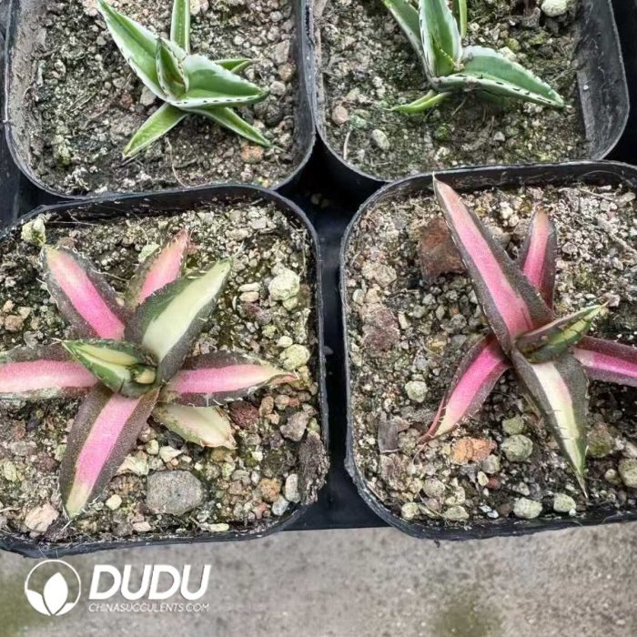 Agave titanota 'Snaggle Tooth' - Image 2