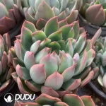 Echeveria christmas night Brushed Variegated - Image 2