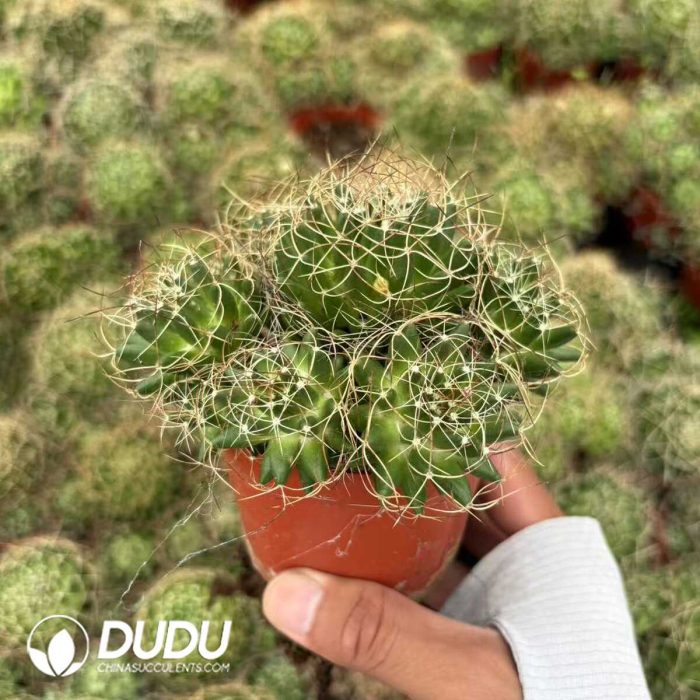 Cactus-Mammillaria baumii Clustering - Image 2