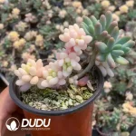 Sedum pachyphyllum Yin-Yang Variegated Clustering - Image 2