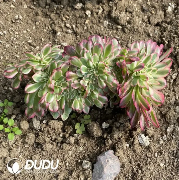 Aeonium Qingcheng Cristata - Image 2