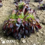 Aeonium Huana Cristata - Image 2