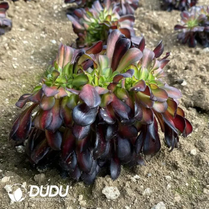 Aeonium Huana Cristata - Image 2