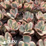 Echeveria Gigantea Variegated - Image 2