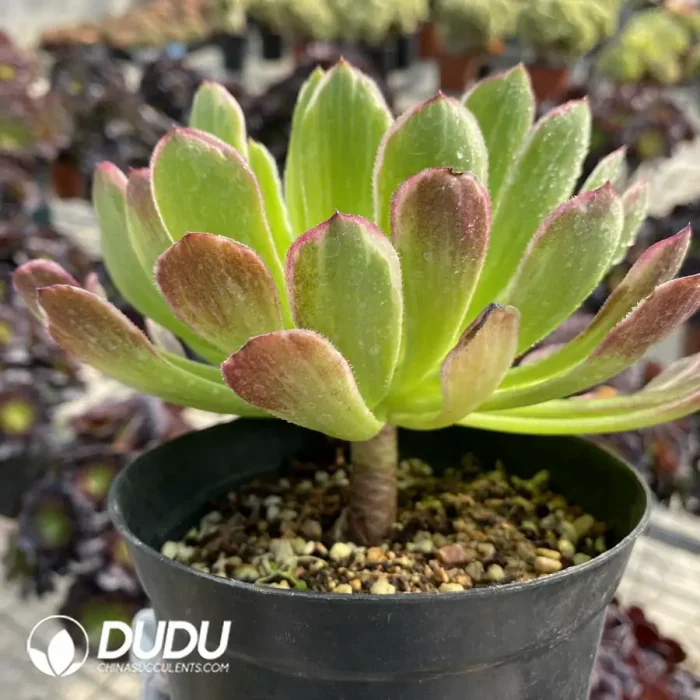 Aeonium Golden Phoebe - Image 2