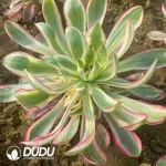 Aeonium Voodoo Variegated Clustering - Image 2