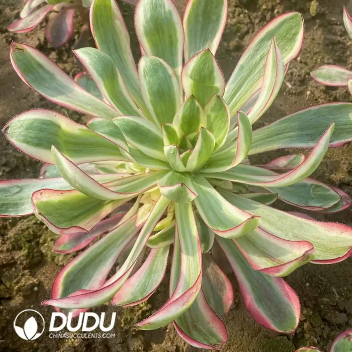 Aeonium Voodoo Variegated Clustering - Image 2