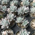 Graptoveria Opalina Variegated Double Head - Image 2