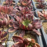Aeonium Morandi Cutting - Image 2