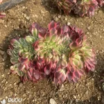 Aeonium Red Qingcheng Cristate - Image 2