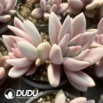 Echeveria Ruby Donna Variegated Double Head - Image 2
