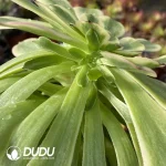 Aeonium Pink Daisy Clustering - Image 2