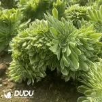 Aeonium Ariel Cristate - Image 2