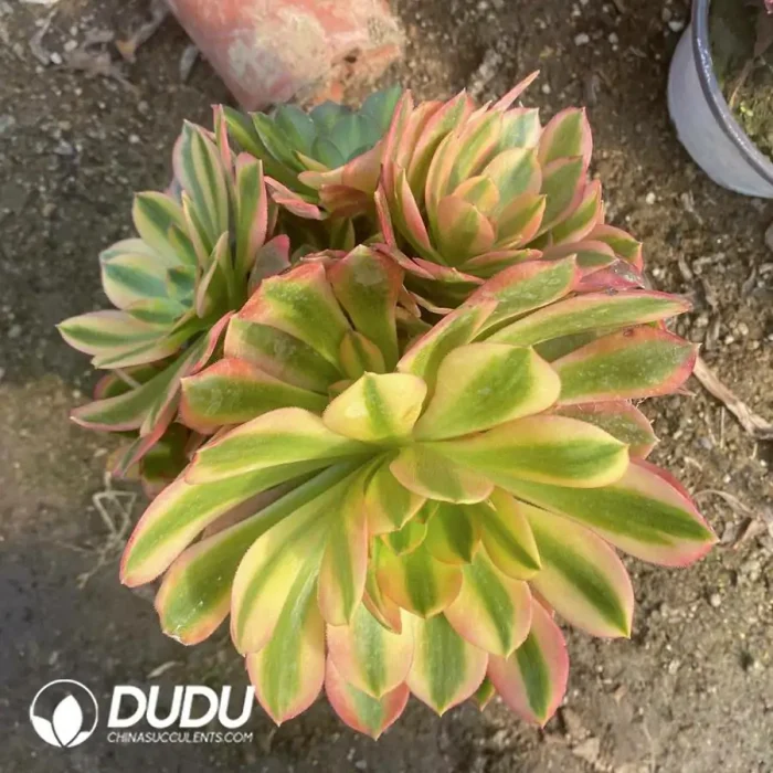 Aeonium Medusa Mutation Clustering - Image 2