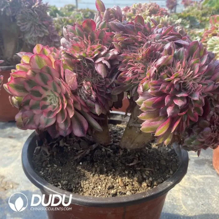 Aeonium Qing Cheng Cristata - Image 2