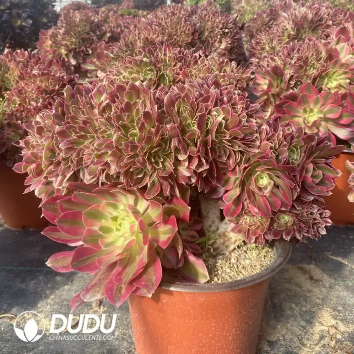 Aeonium Pink Witch Cristata - Image 2