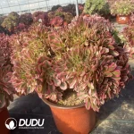 Aeonium Pink Witch Cristata - Image 2
