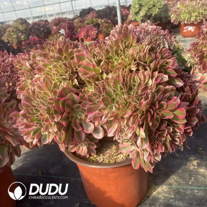 Aeonium Pink Witch Cristata - Image 2