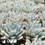 Graptoveria Opalina Variegated - Image 2