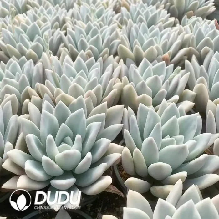 Graptoveria Opalina Variegated - Image 2